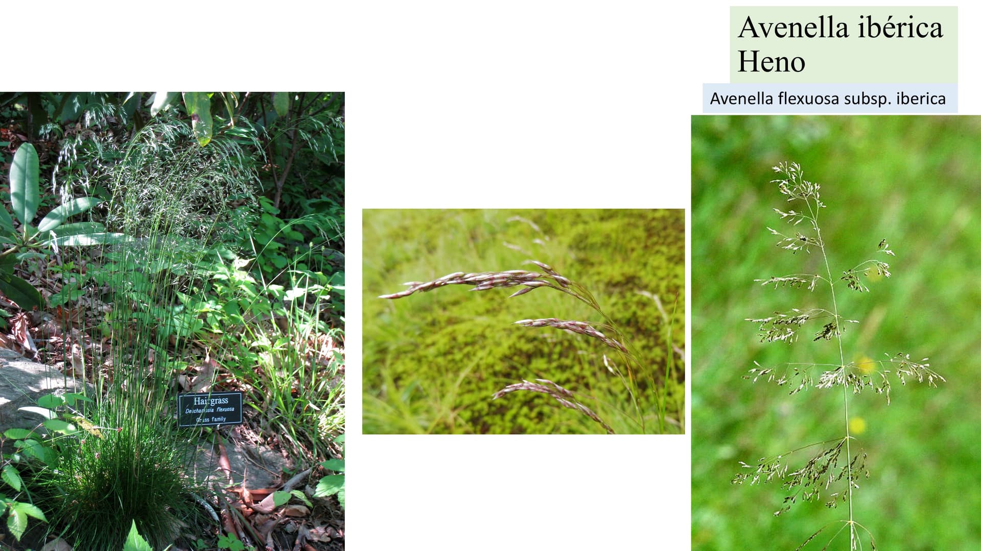 Avenella iberica