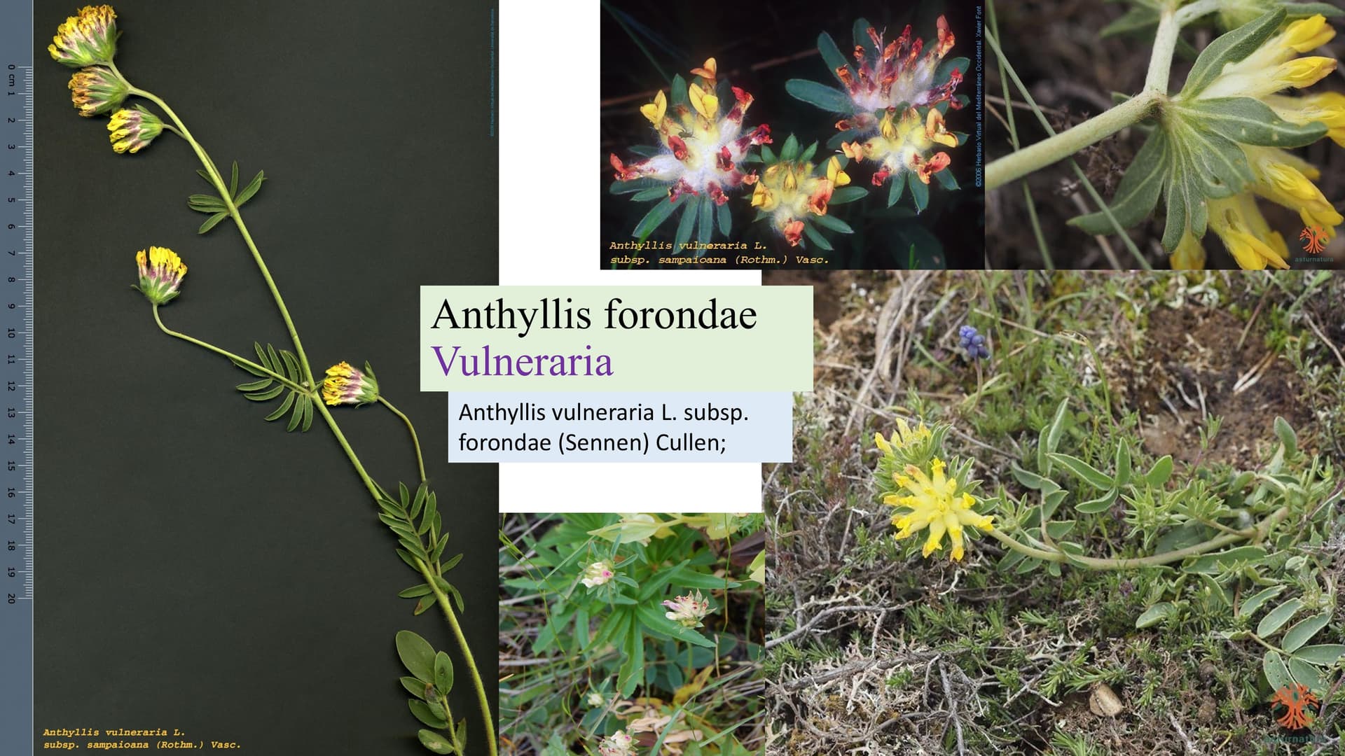 Anthyllis forondae
