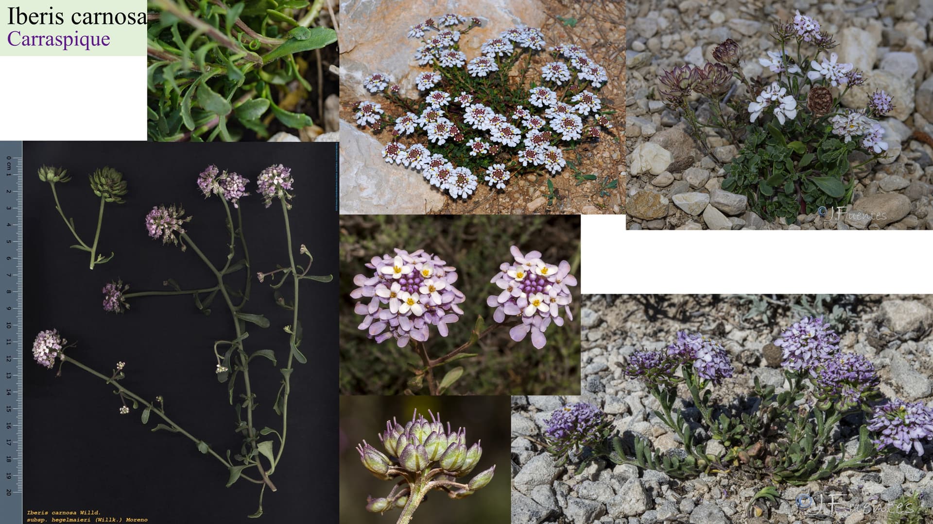 Iberis carnosa