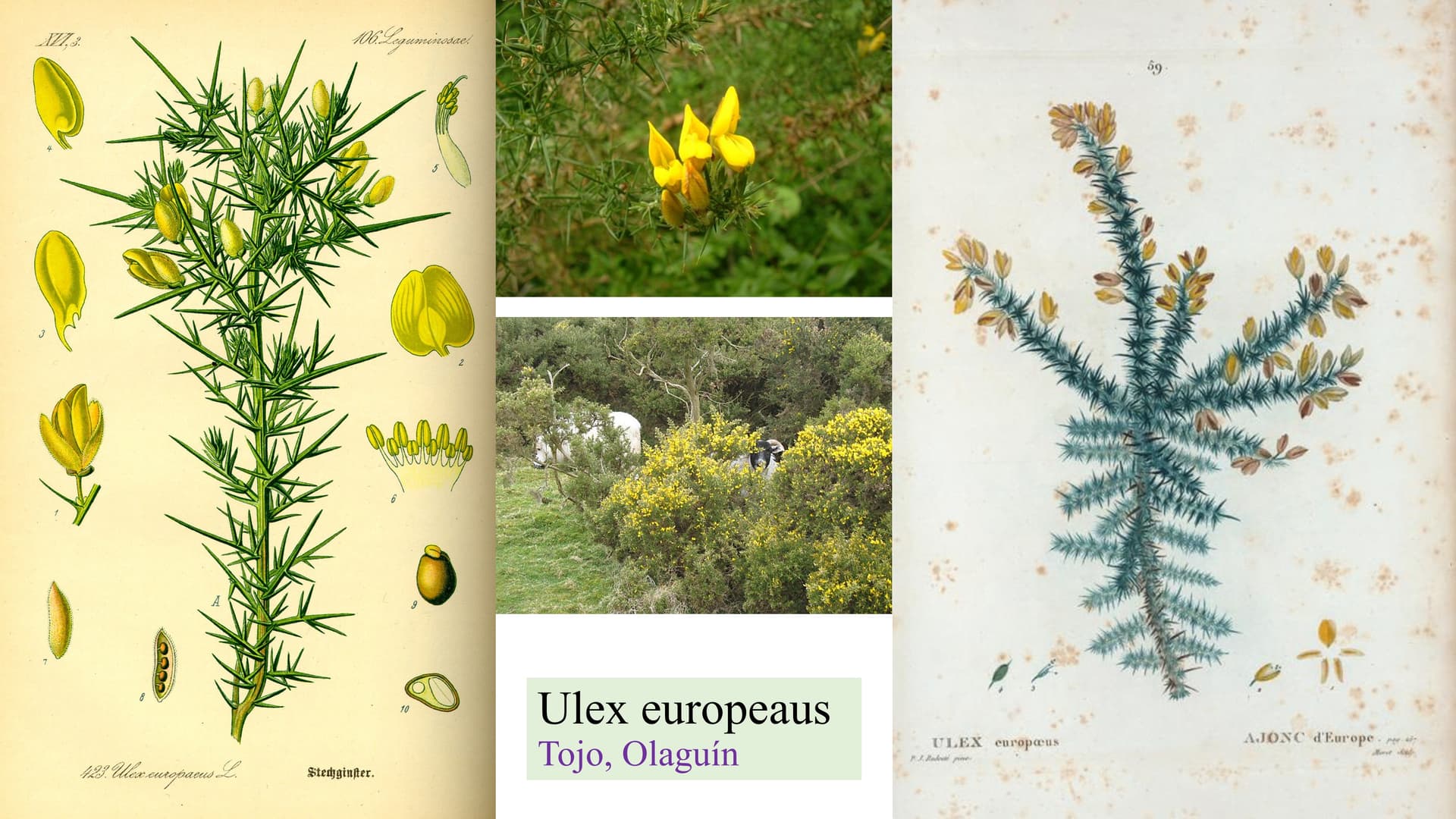 Ulex europaeus