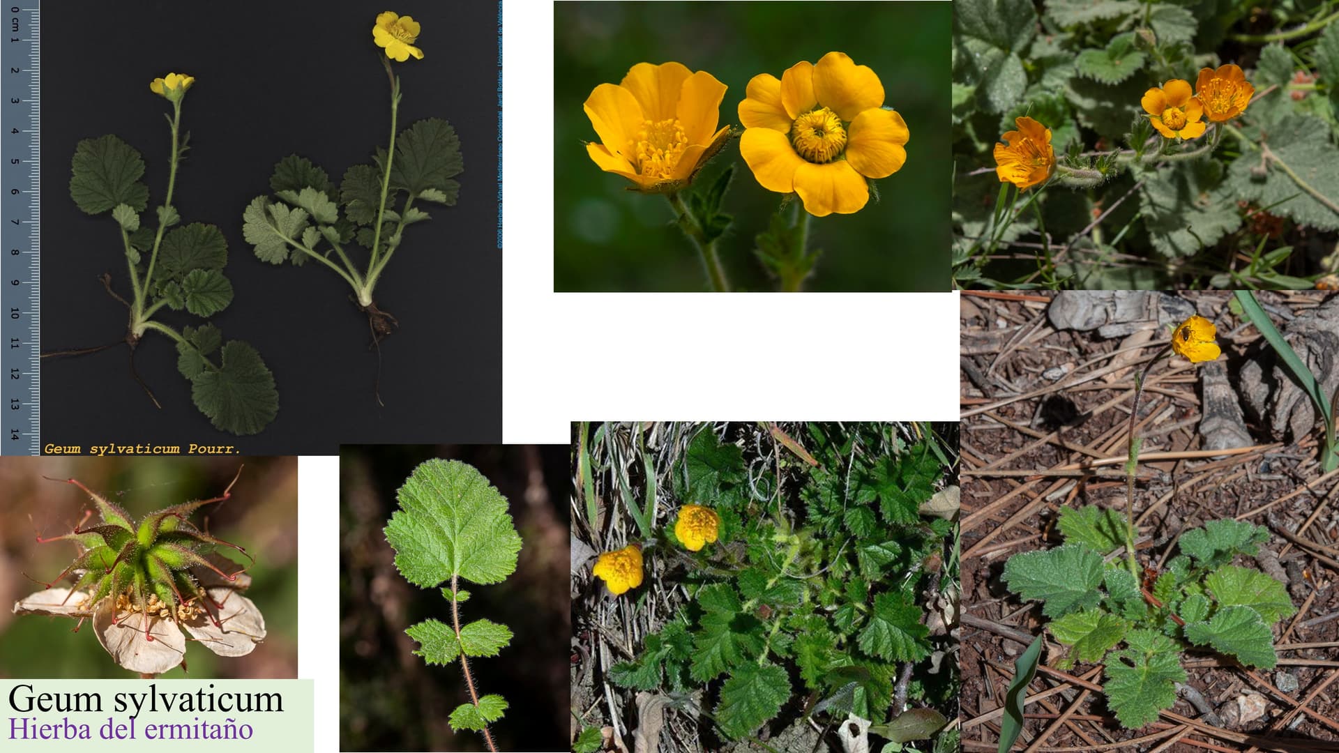 Geum sylvaticum