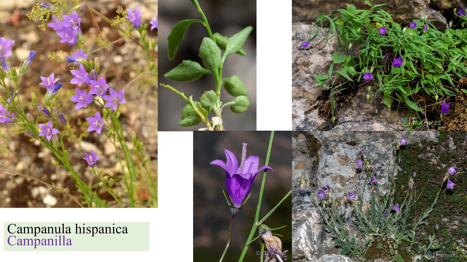 Campanula hispanica