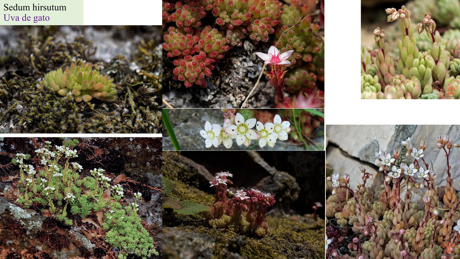 Sedum hirsutum