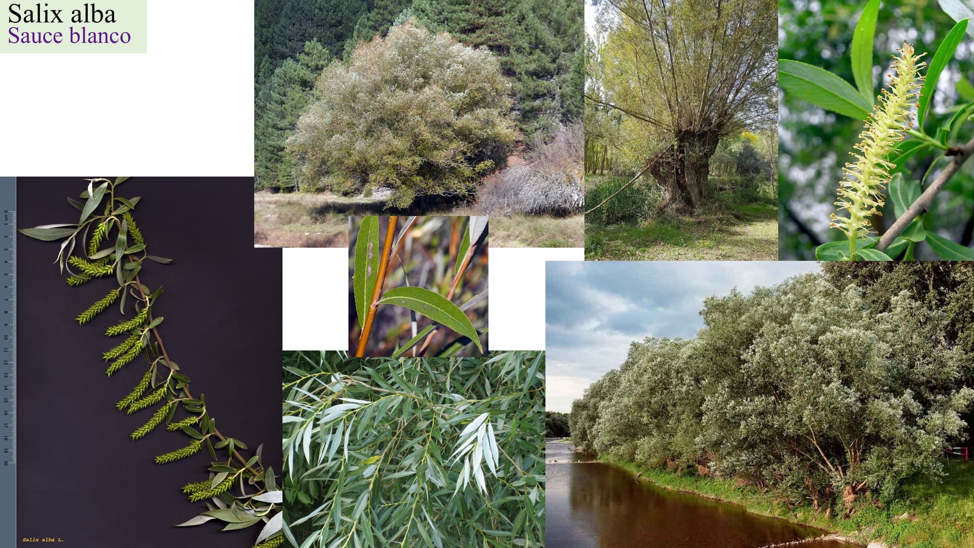Salix alba