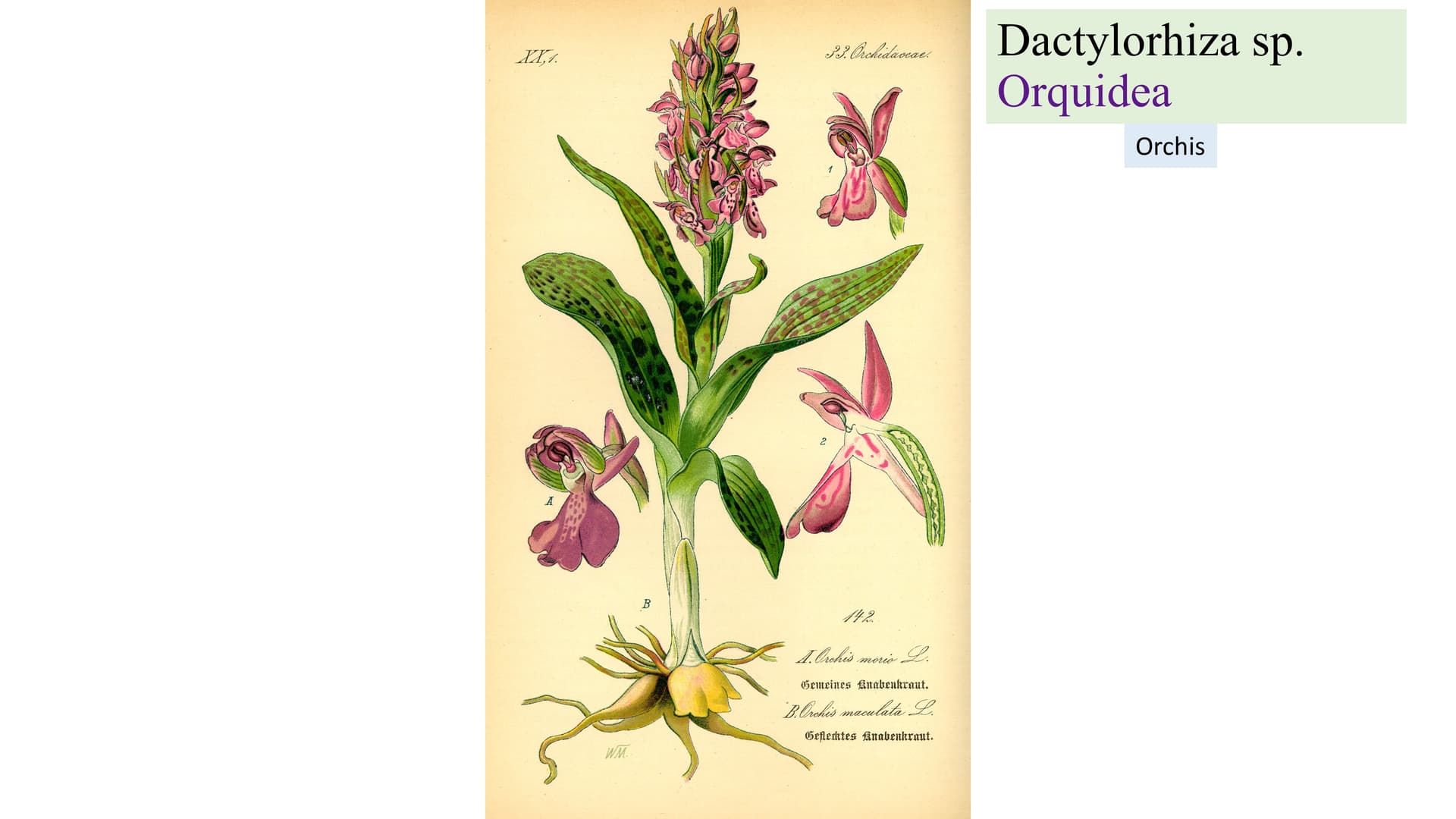 Dactylorhiza sp.