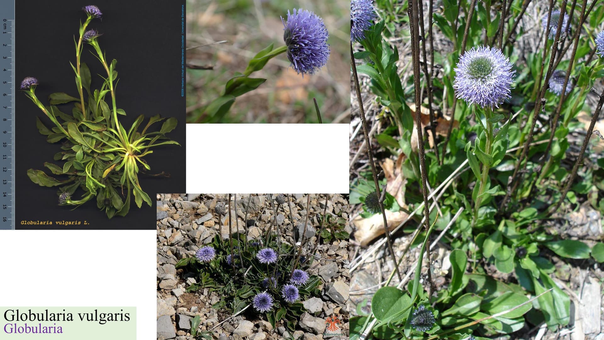 Globularia vulgaris