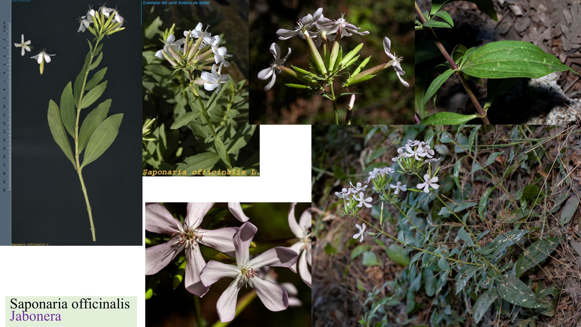 Saponaria officinalis