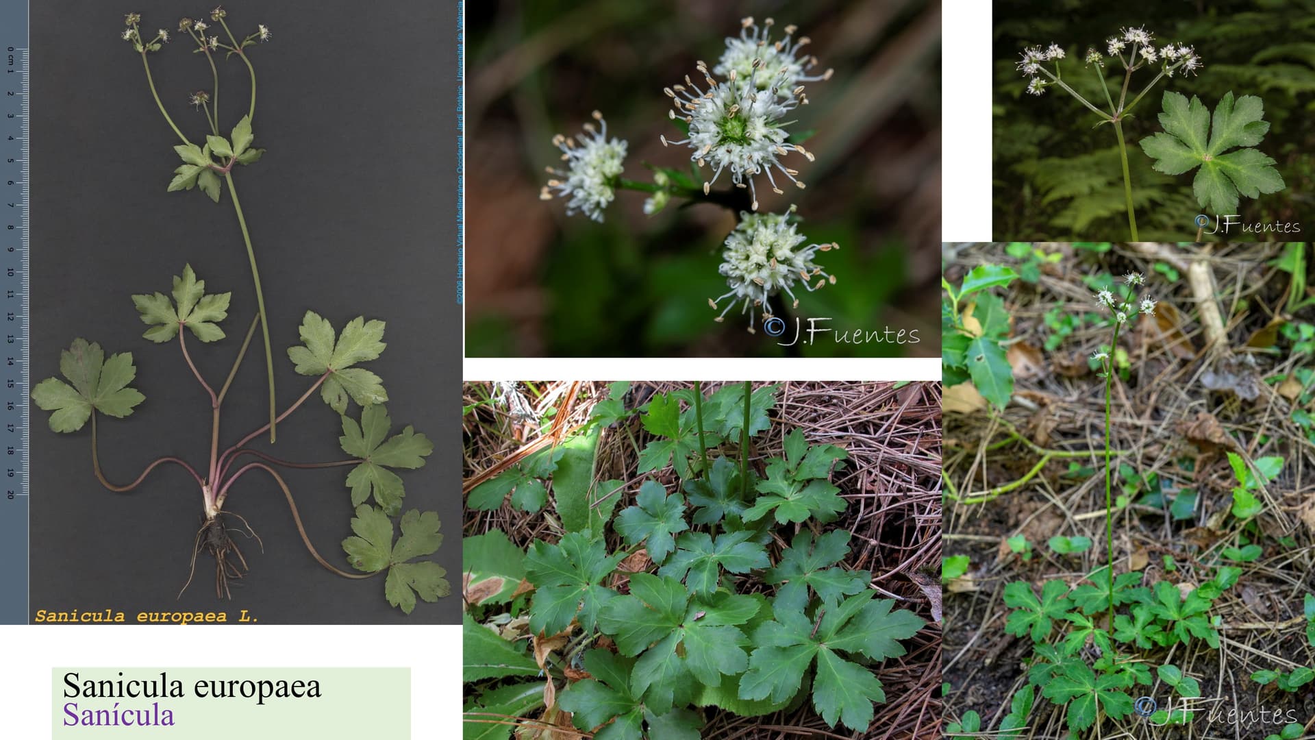 Sanicula europaea