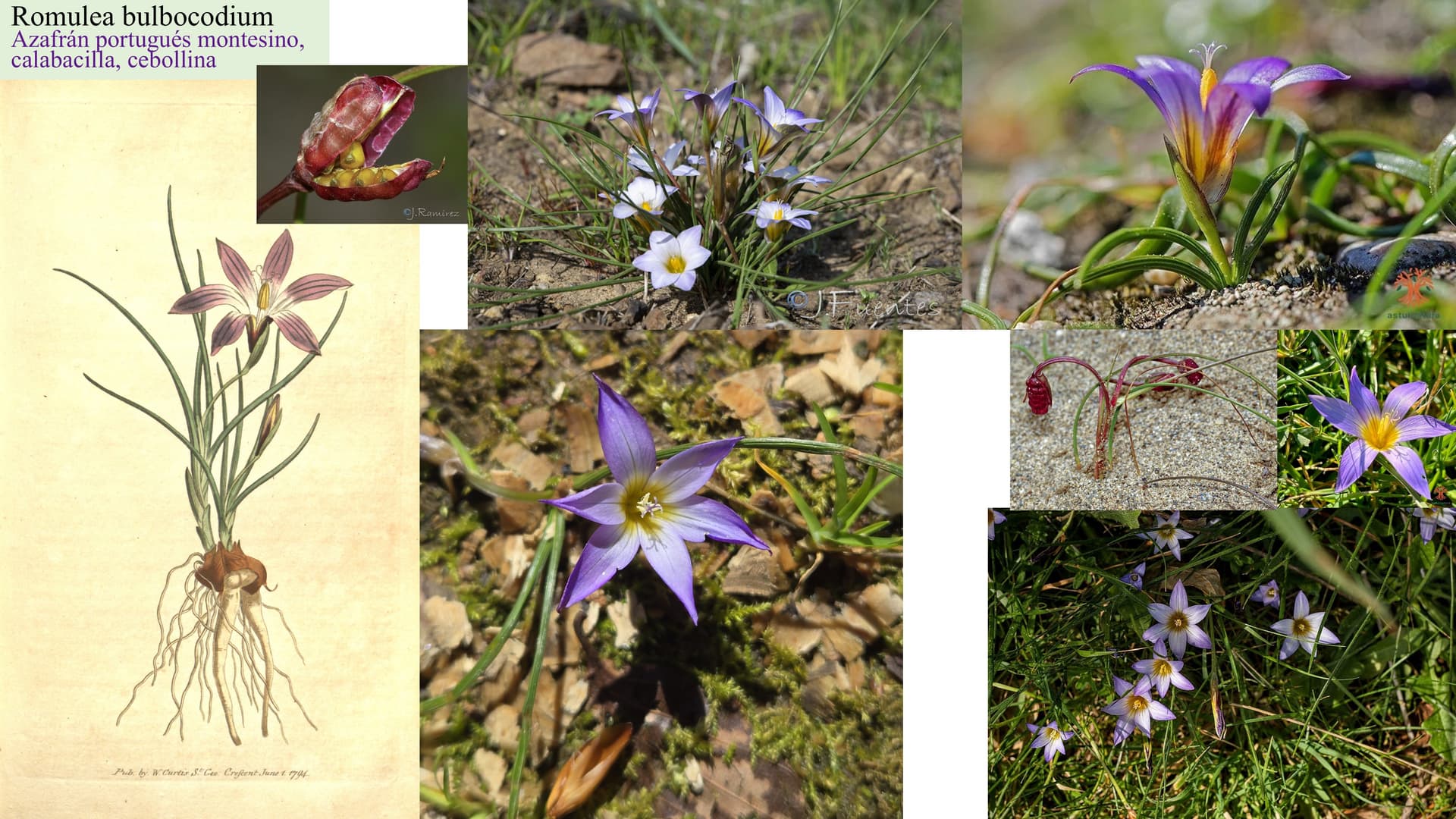 Romulea bulbocodium