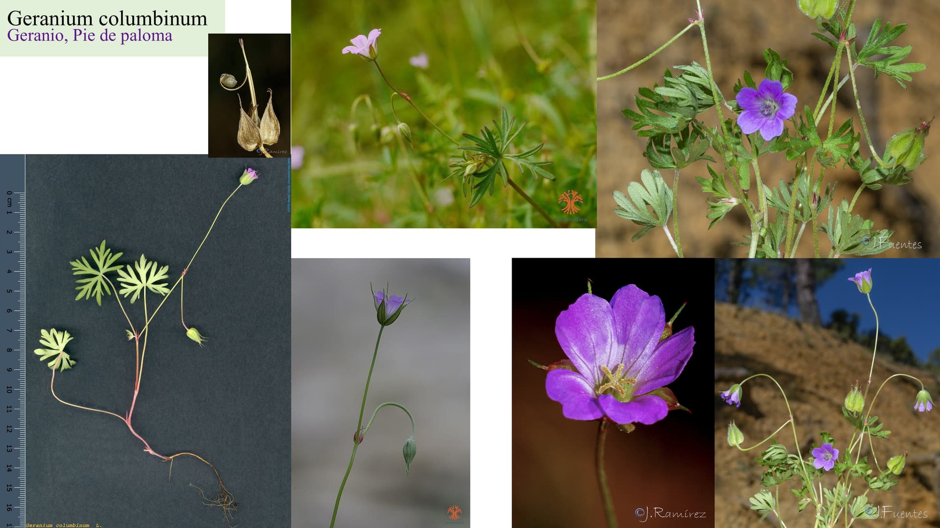 Geranium columbinum