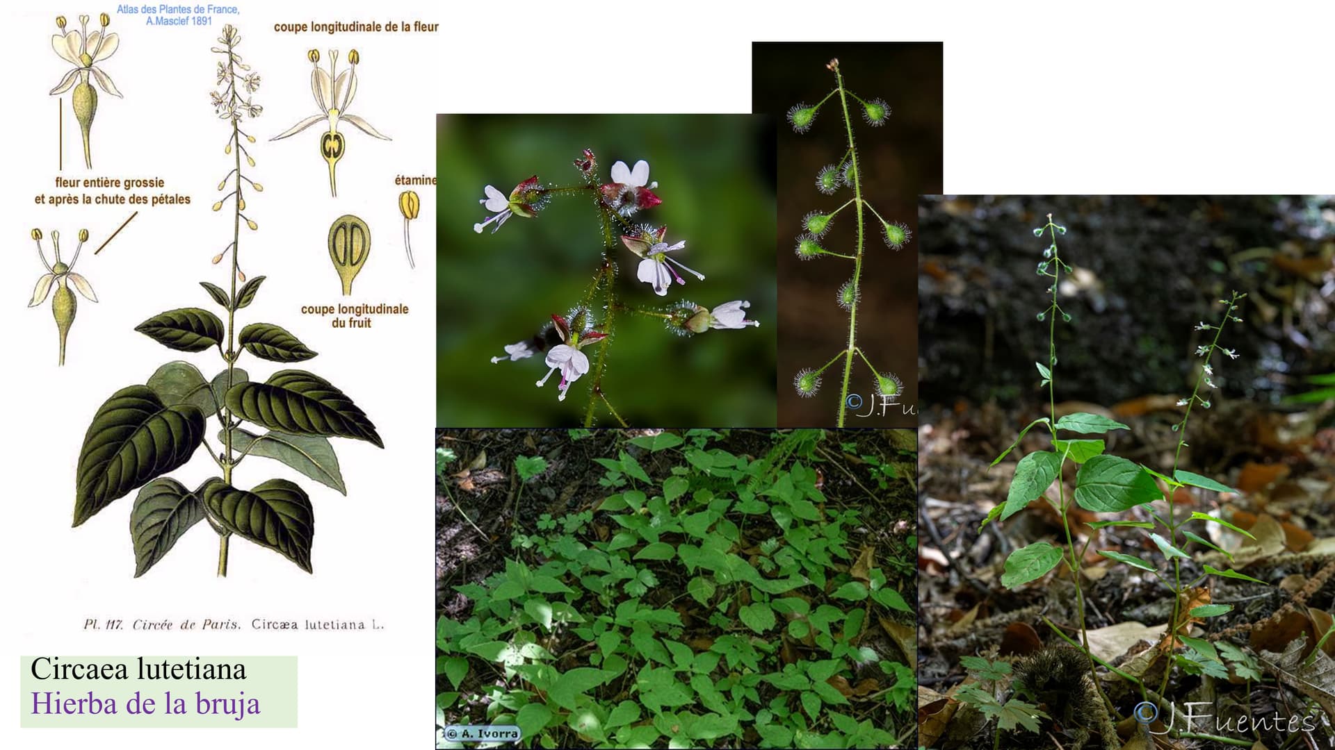 Circaea lutetiana