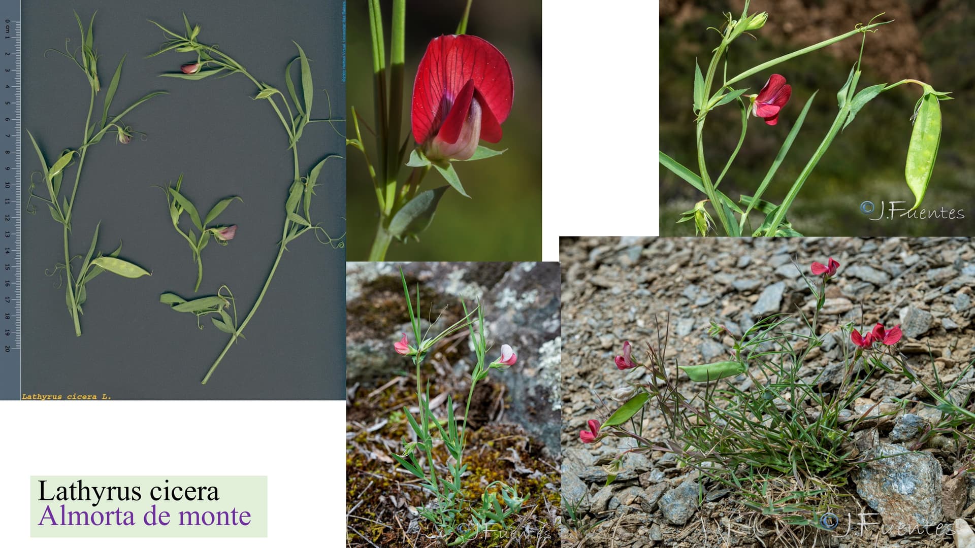 Lathyrus cicera