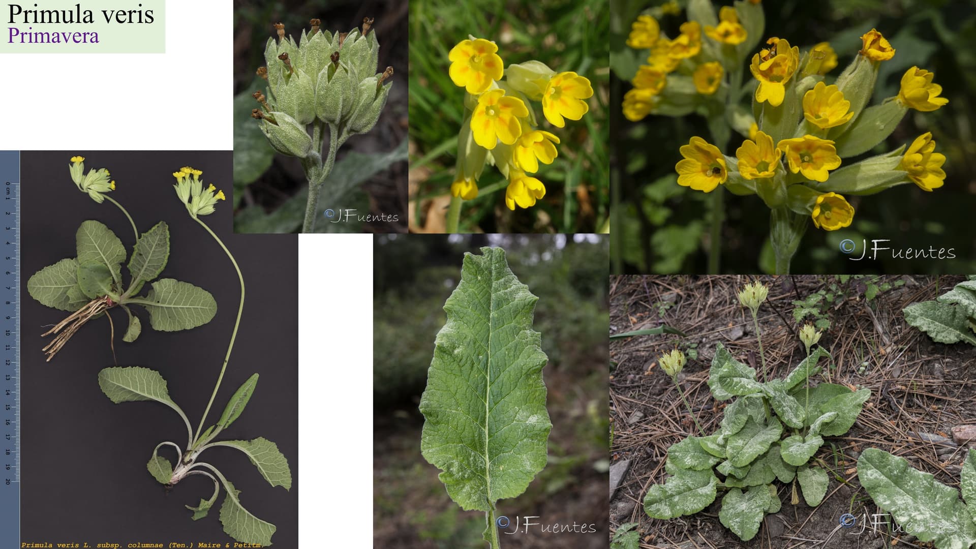 Primula veris