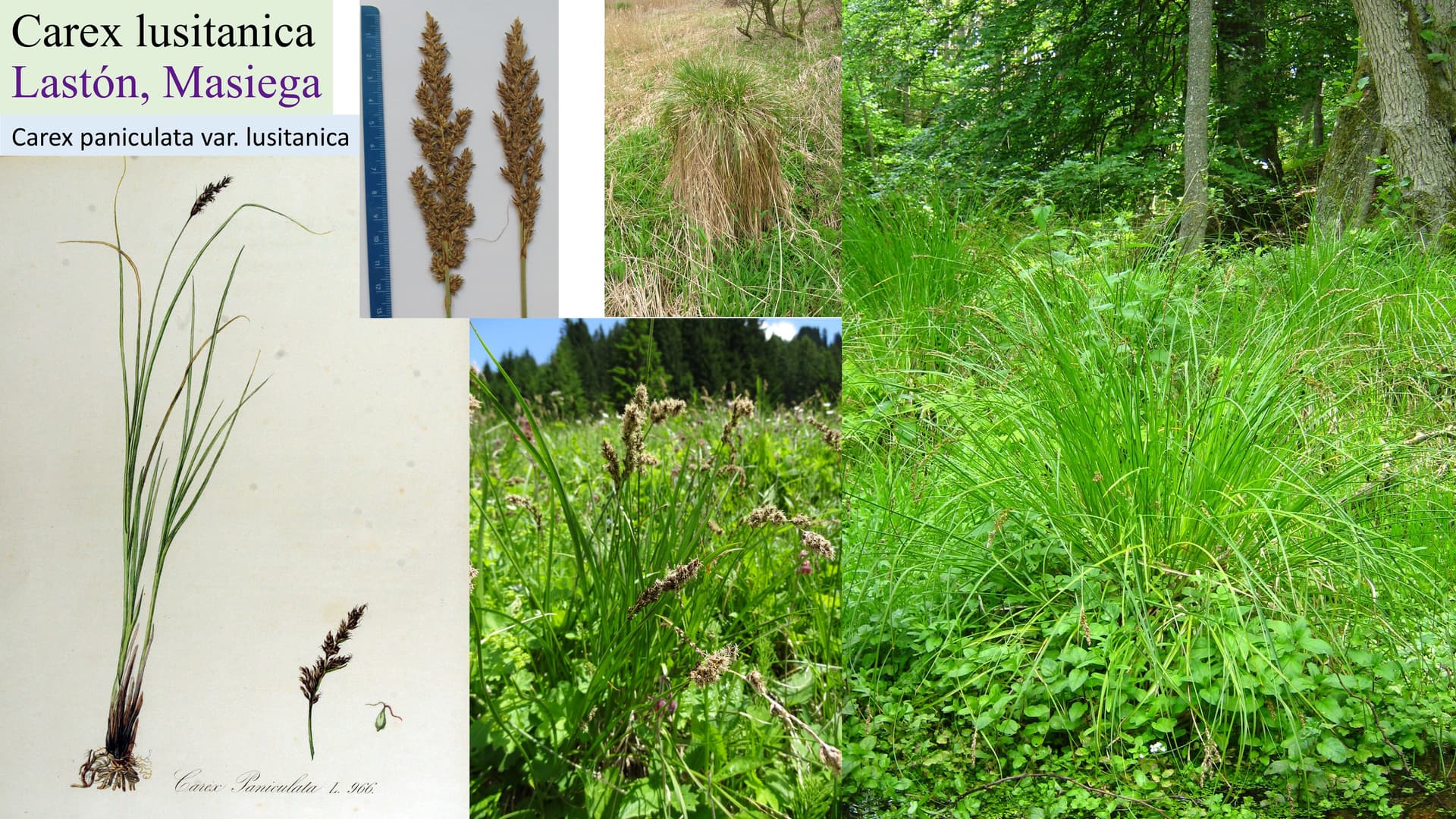 Carex lusitanica