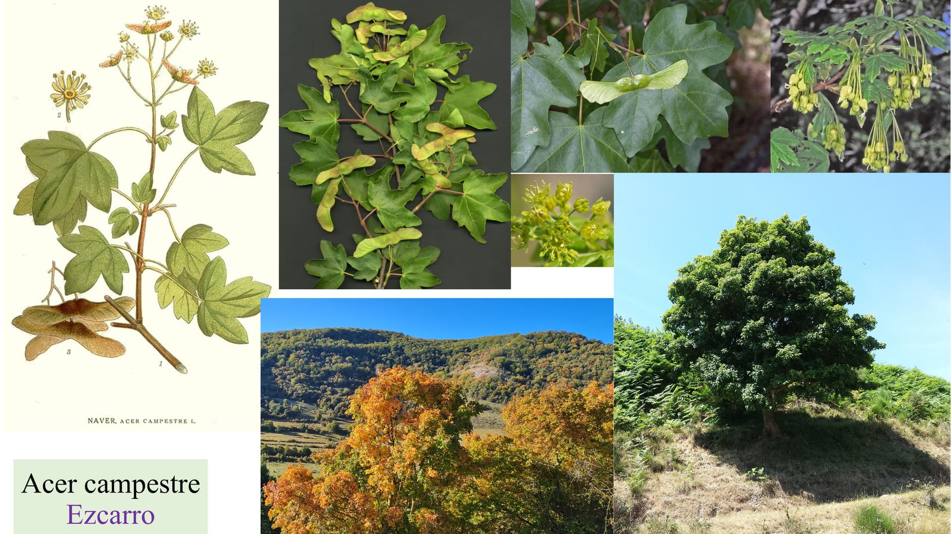 Acer