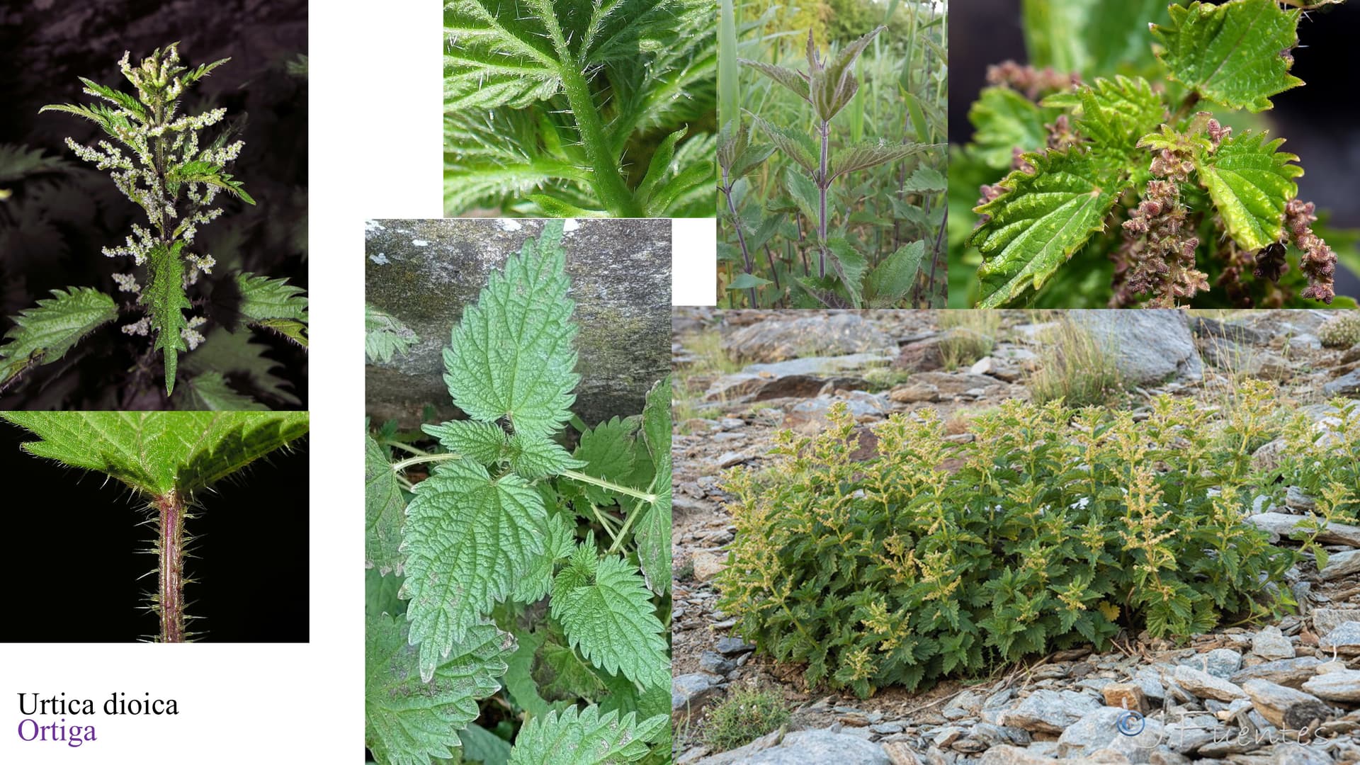 Urtica dioica