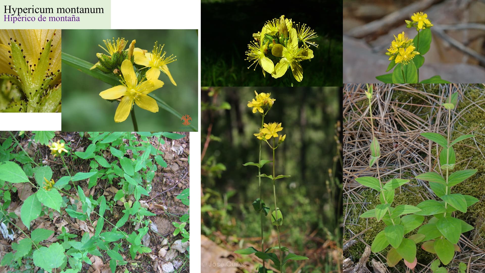 Hypericum montanum