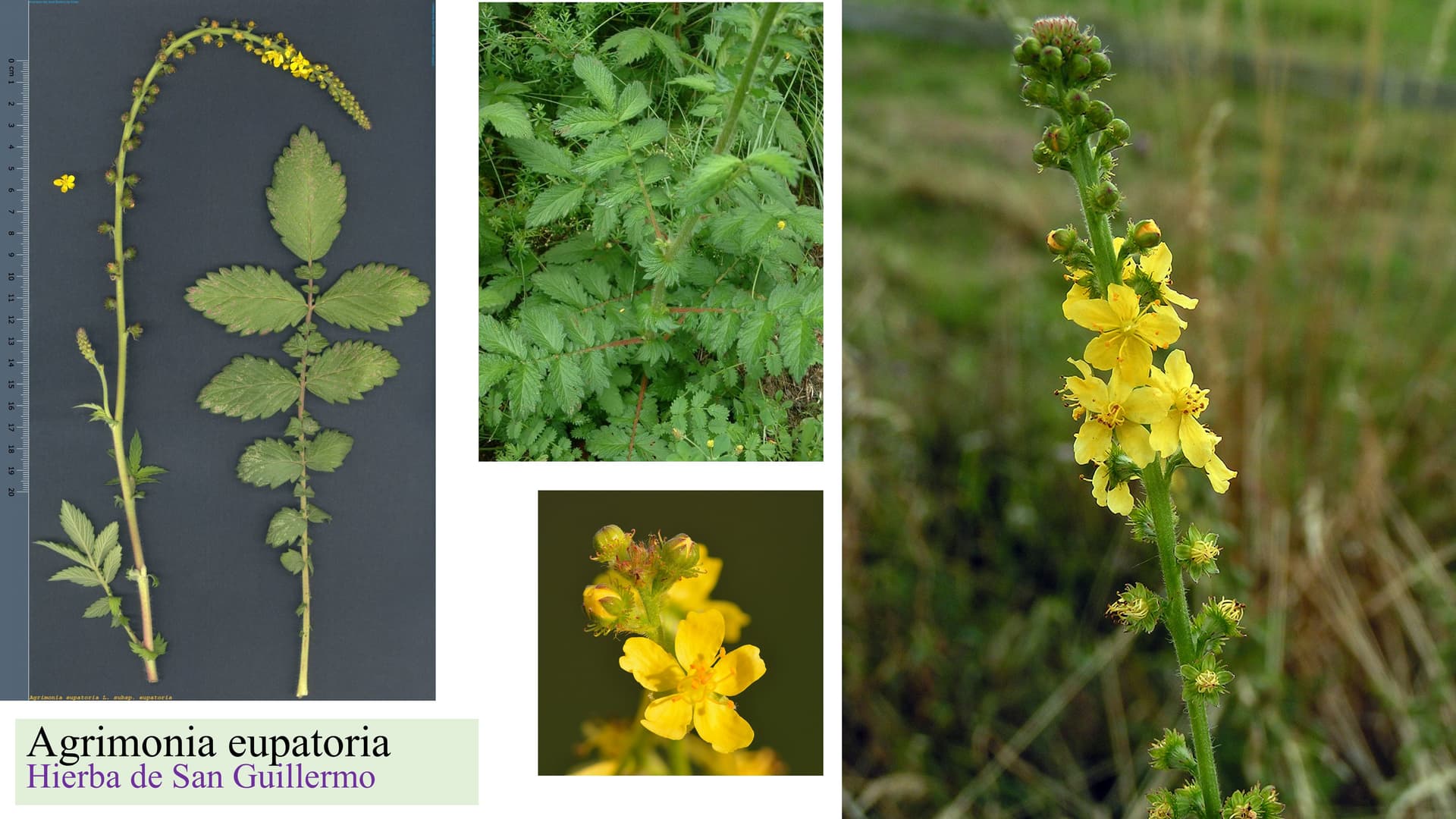 Agrimonia