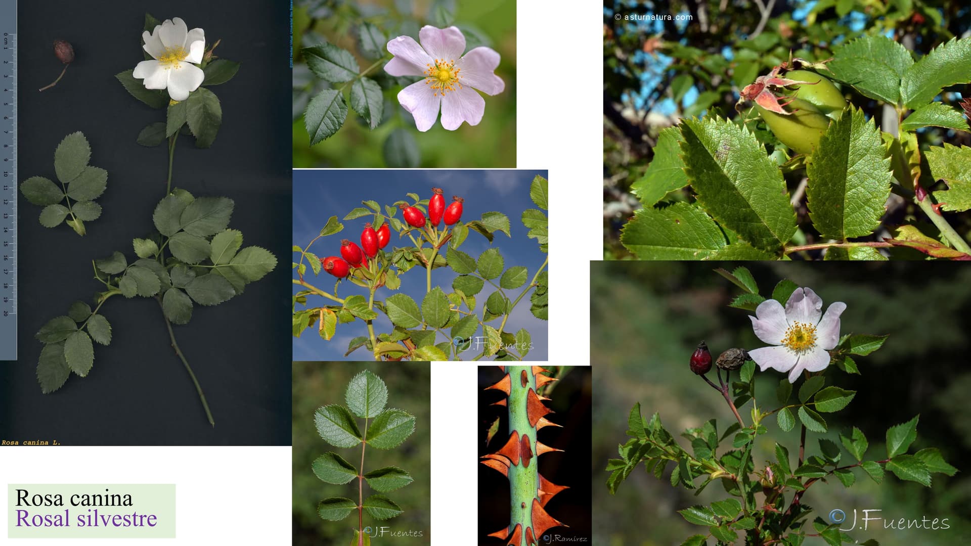 Rosa canina