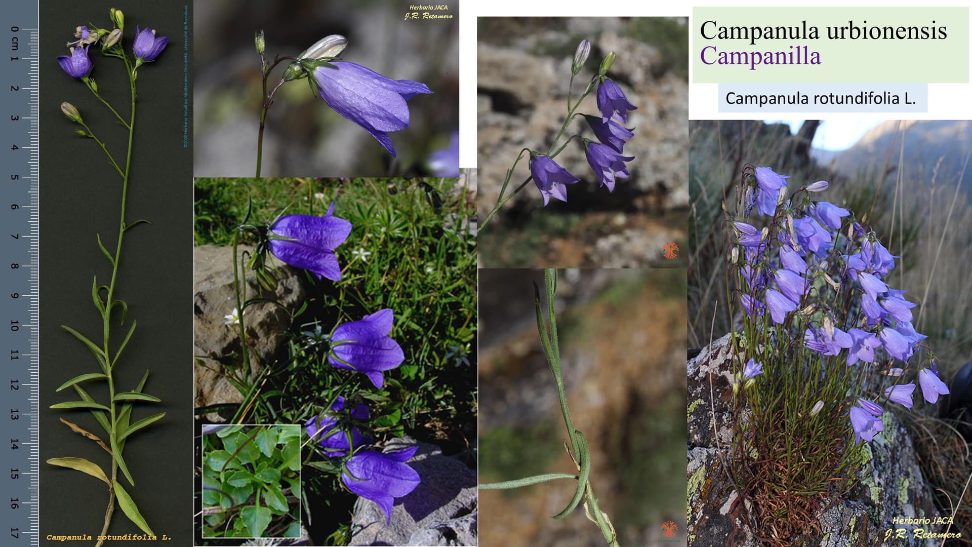 Campanula urbionensis