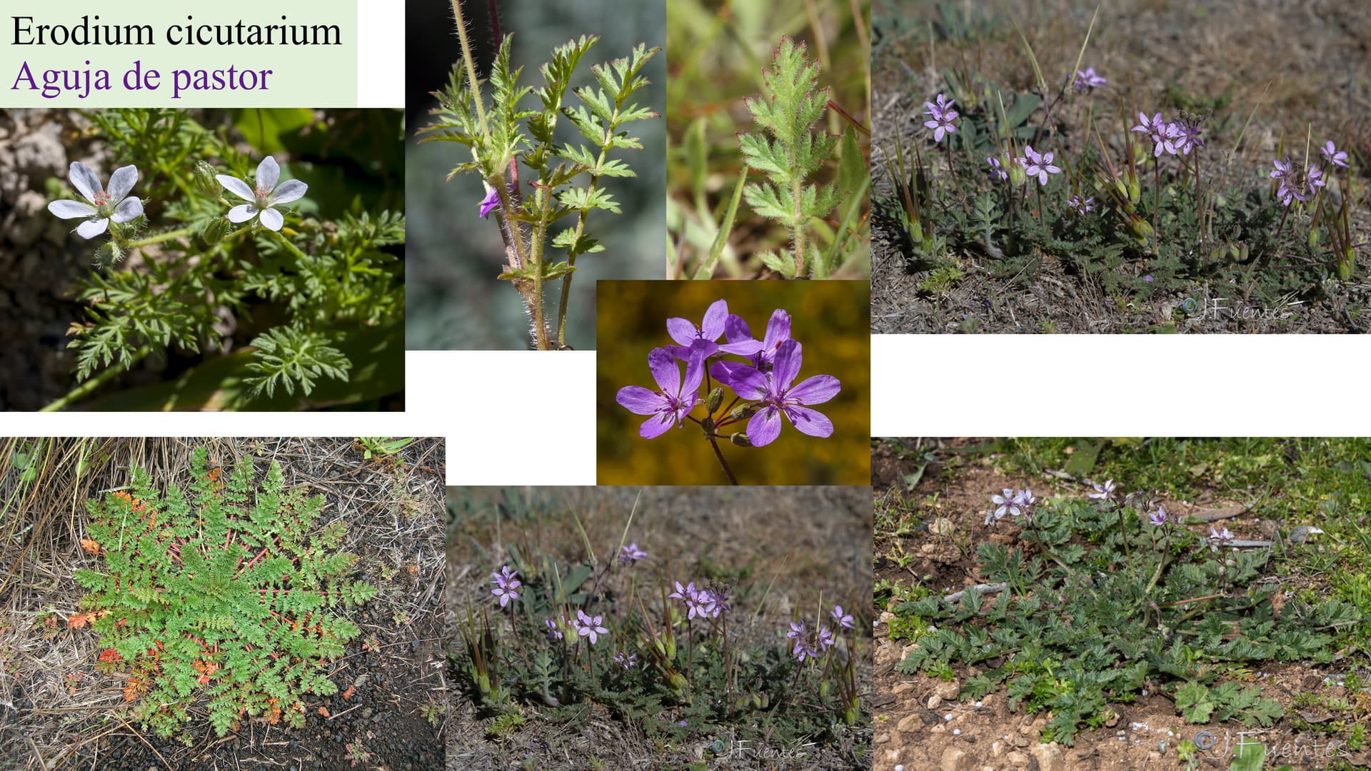 Erodium cicutarium