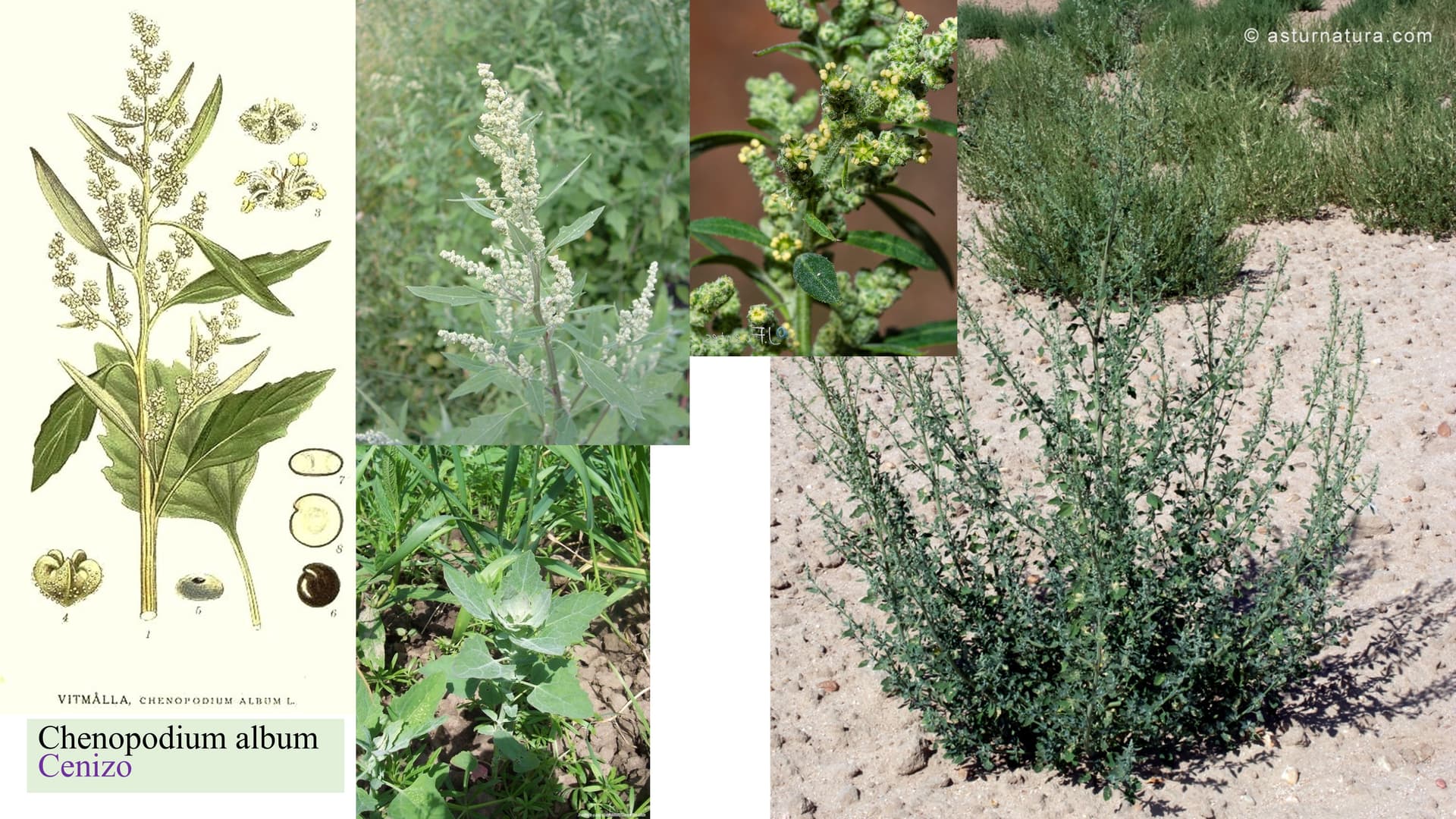 Chenopodium album