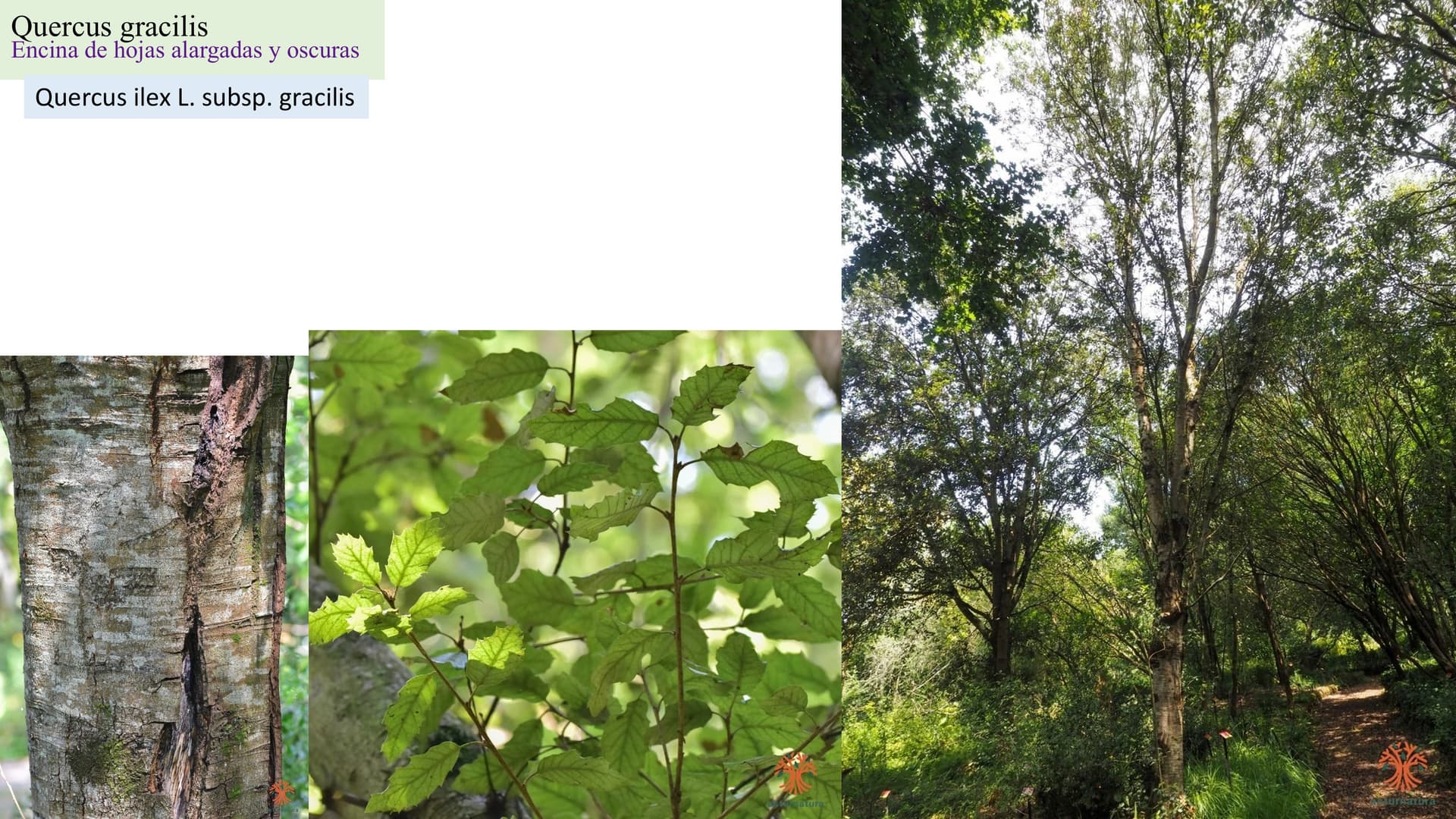 Quercus gracilis