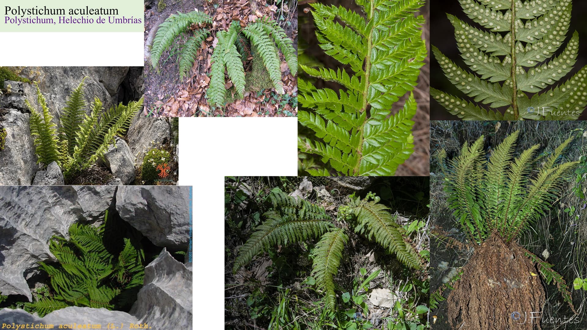 Polystichum aculeatum