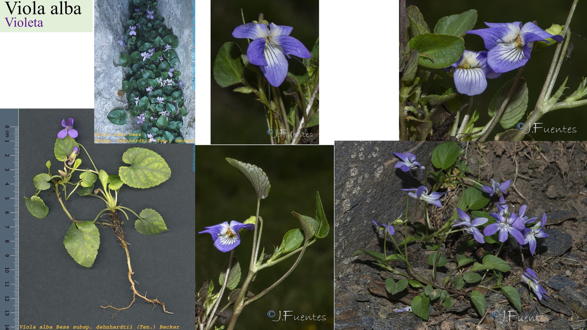 Viola alba