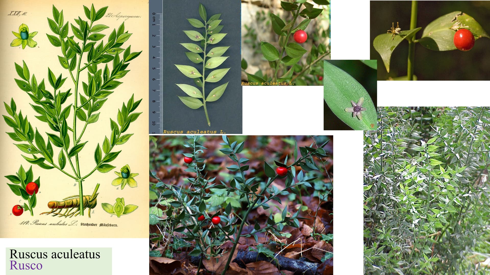 Ruscus aculeatus