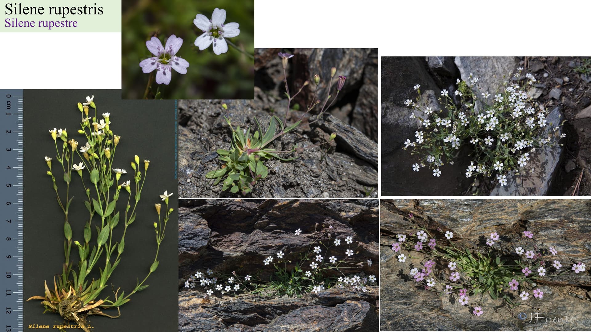Silene rupestris