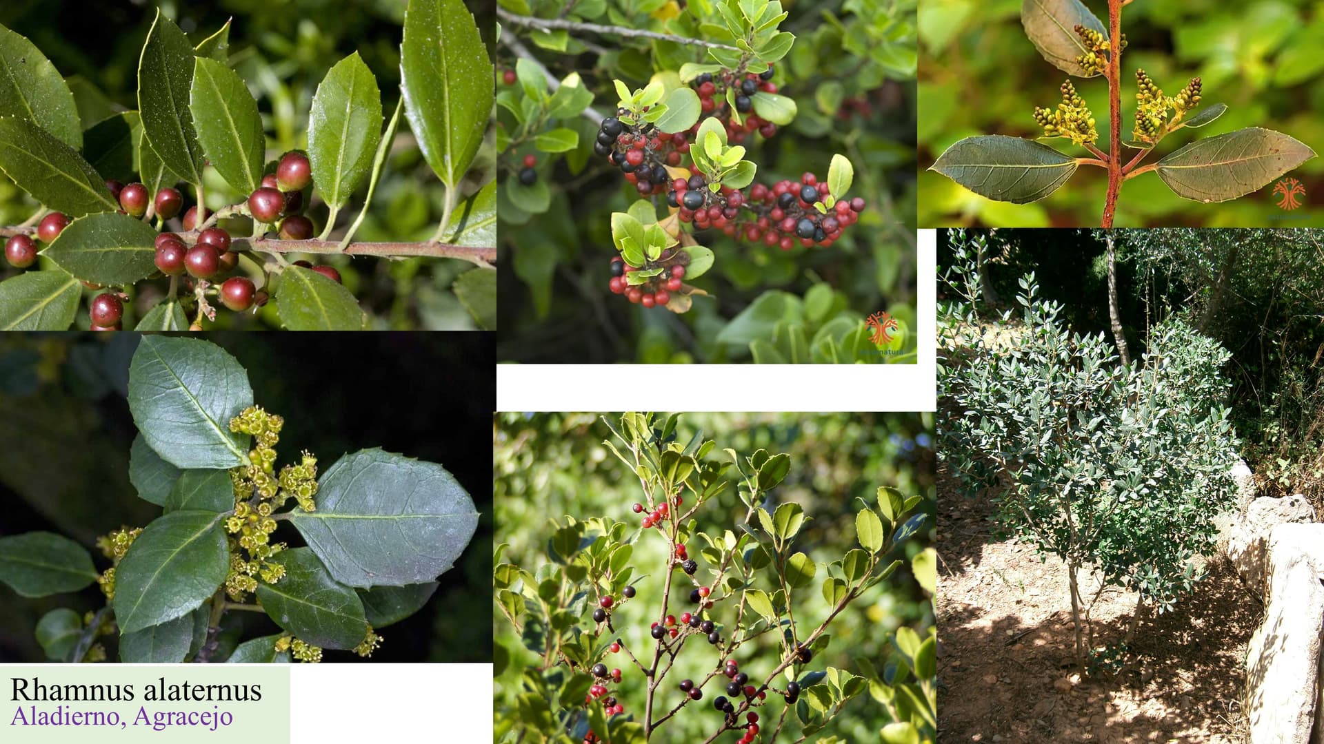 Rhamnus alaternus