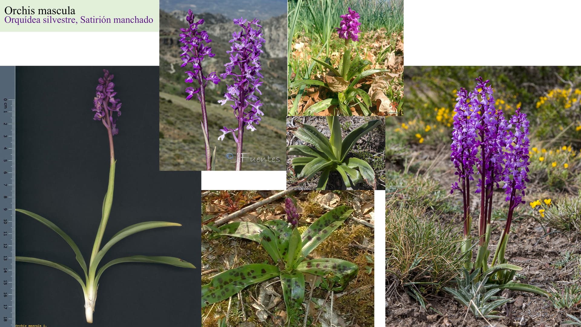 Orchis mascula