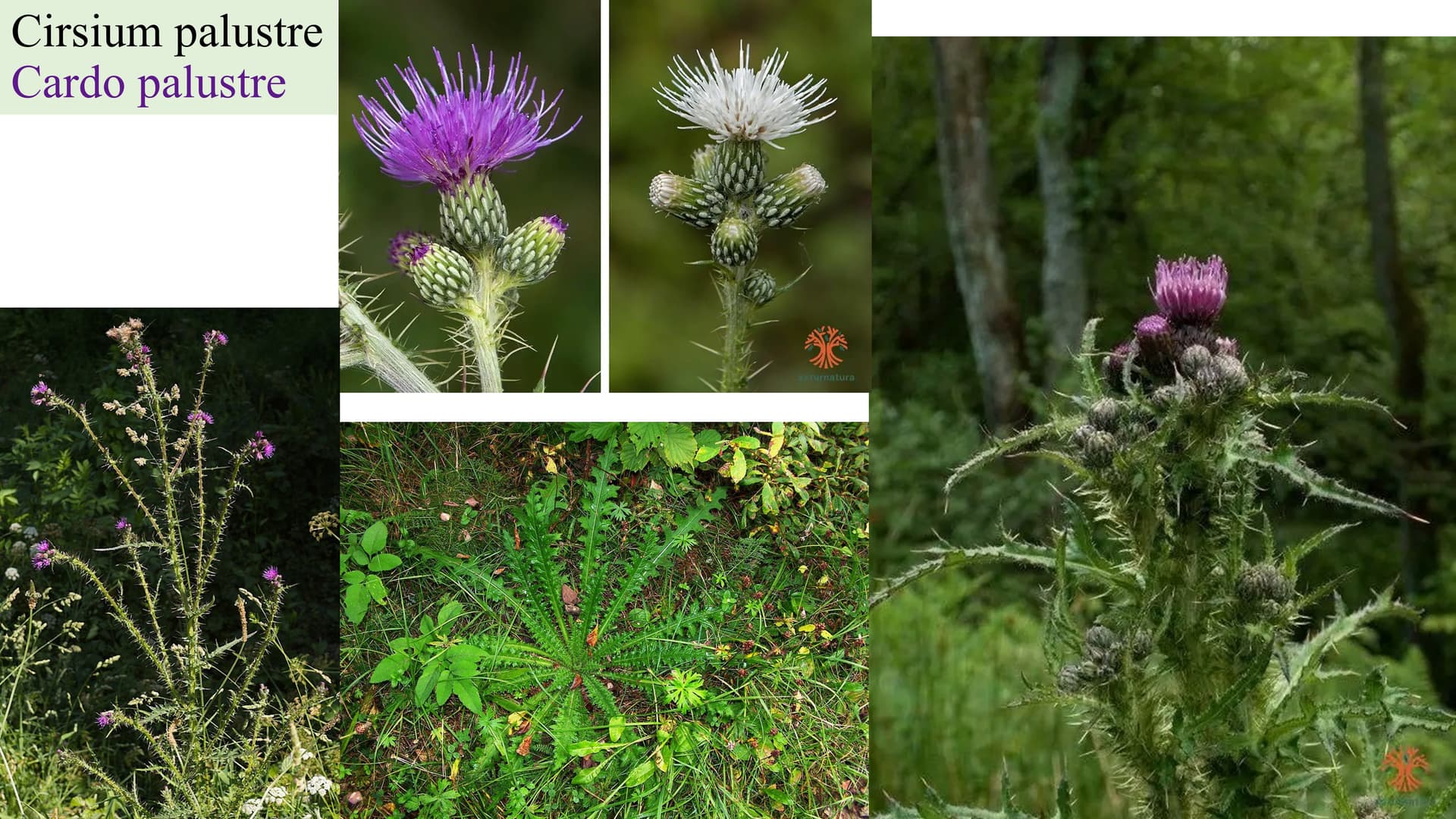 Cirsium palustre