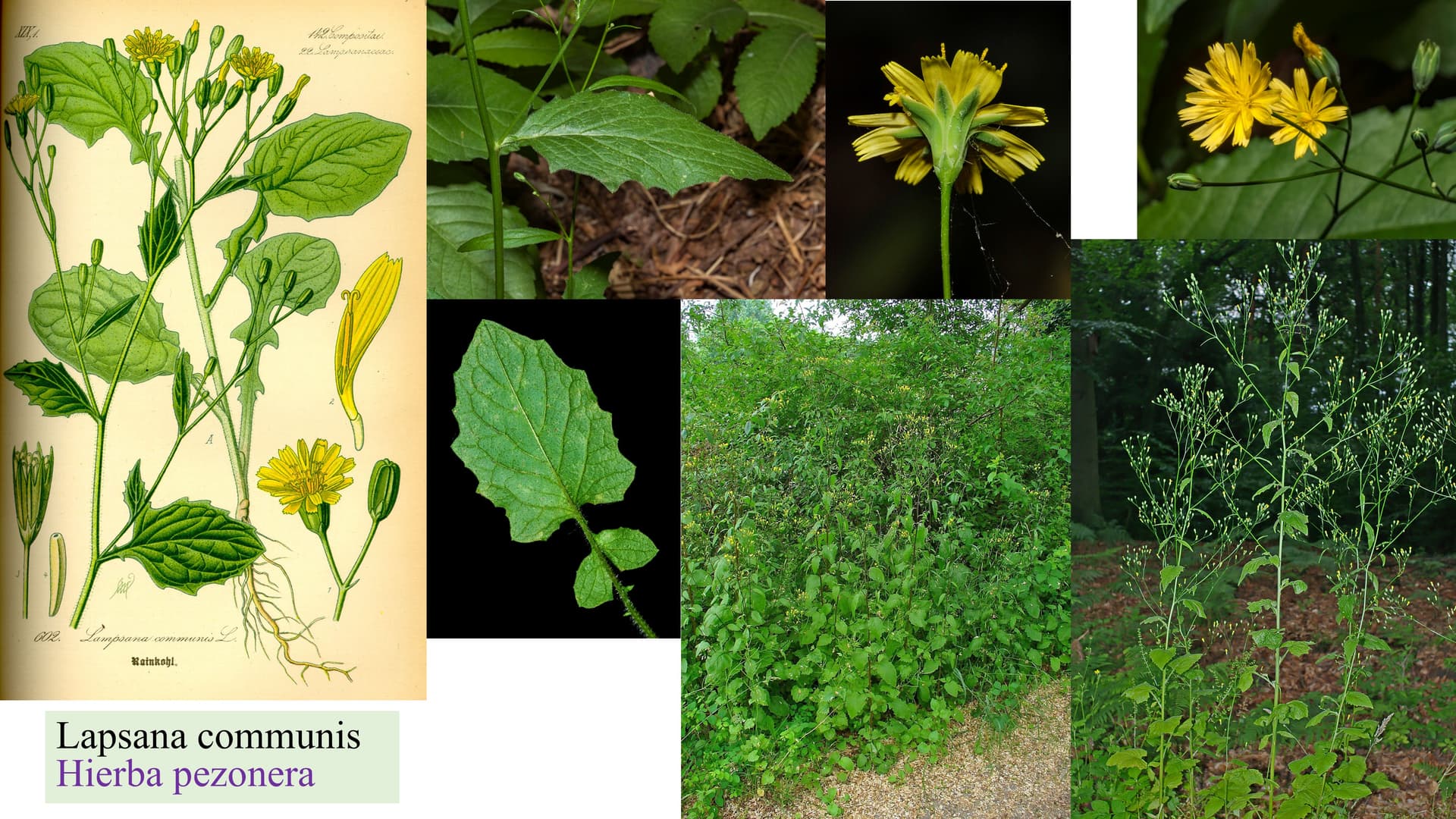 Lapsana communis