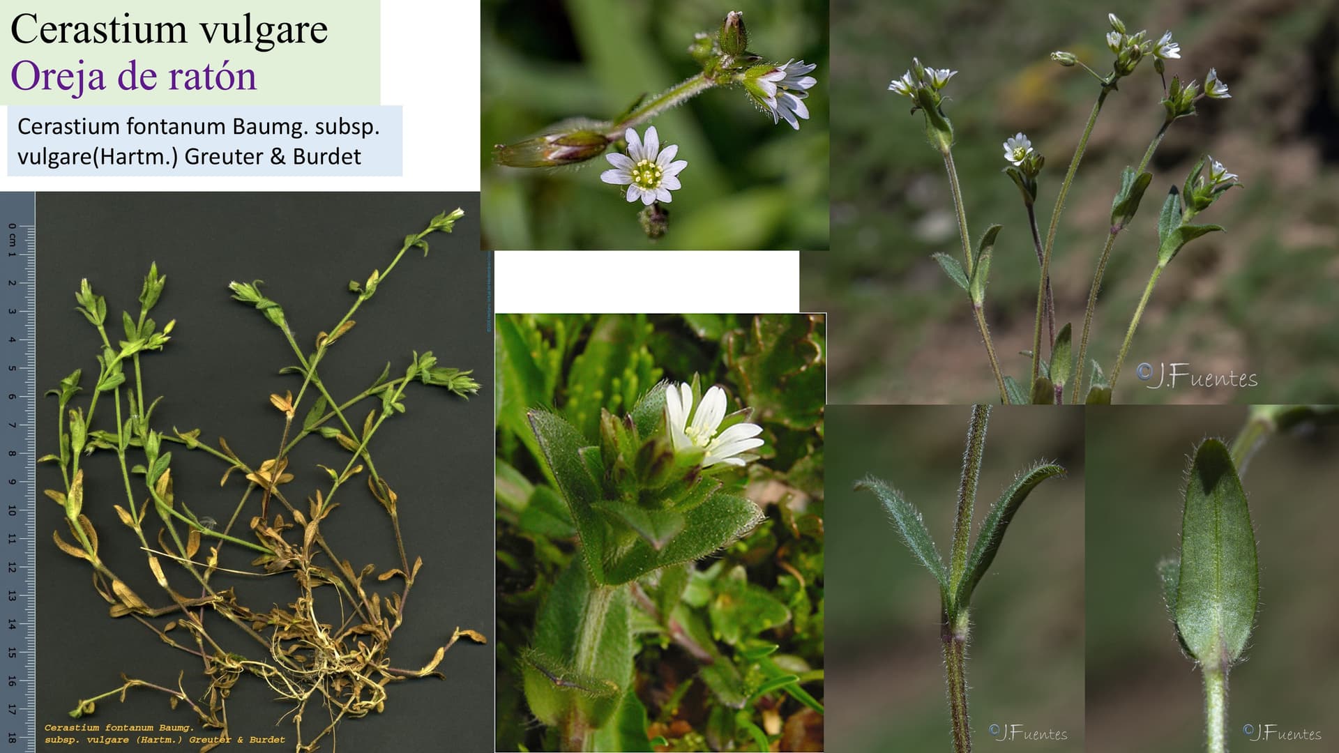Cerastium vulgare