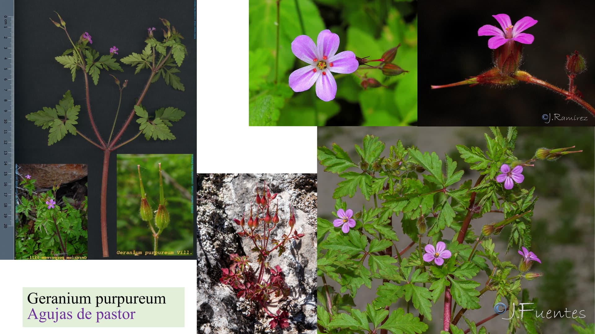 Geranium purpureum
