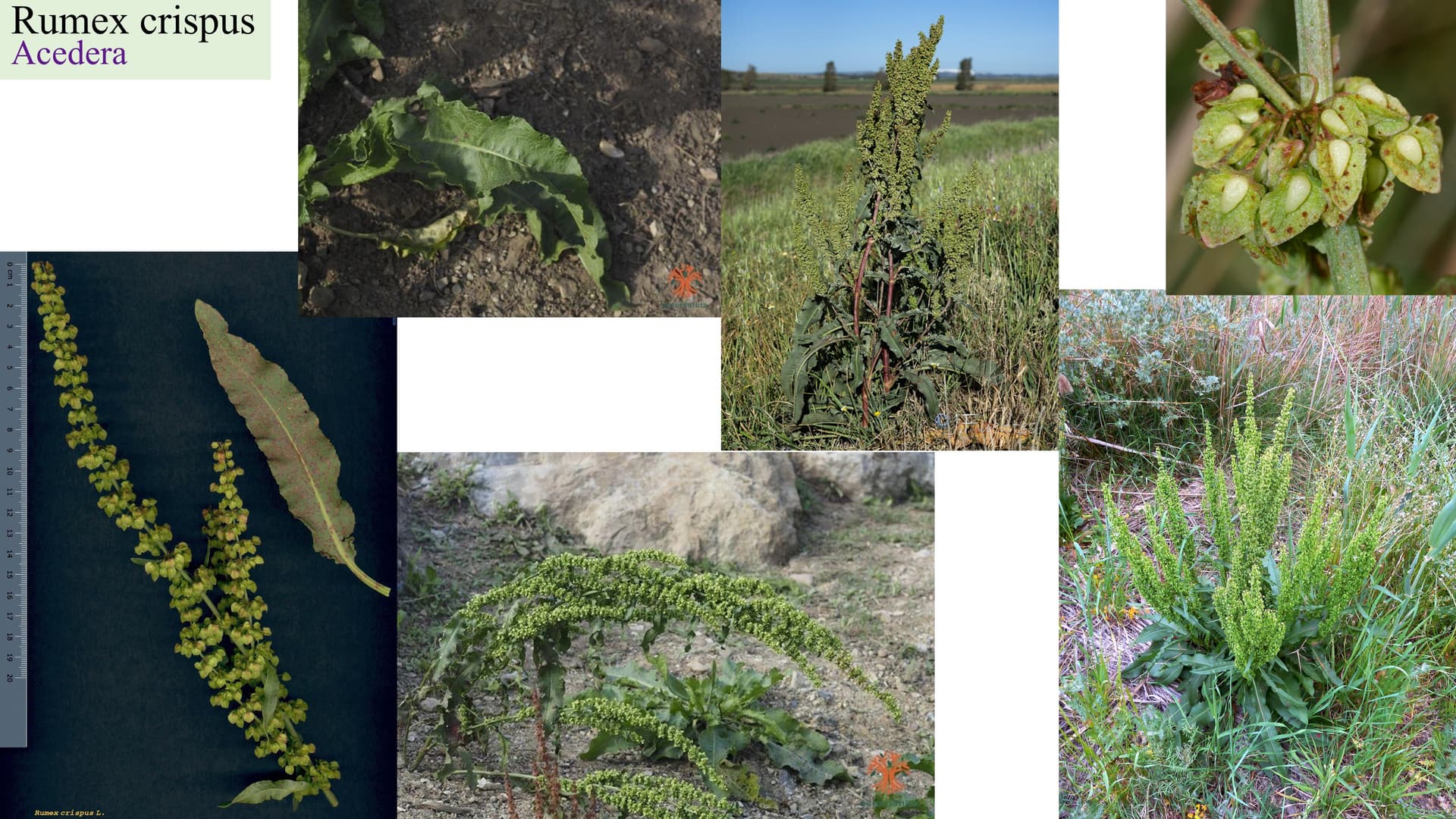Rumex crispus