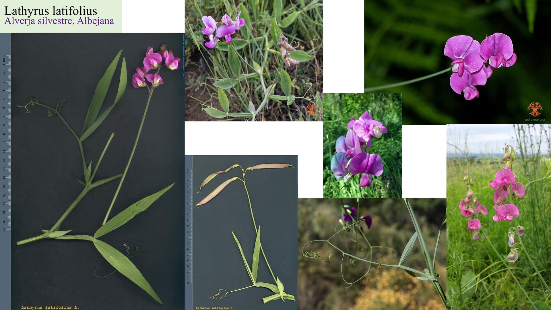 Lathyrus latifolius