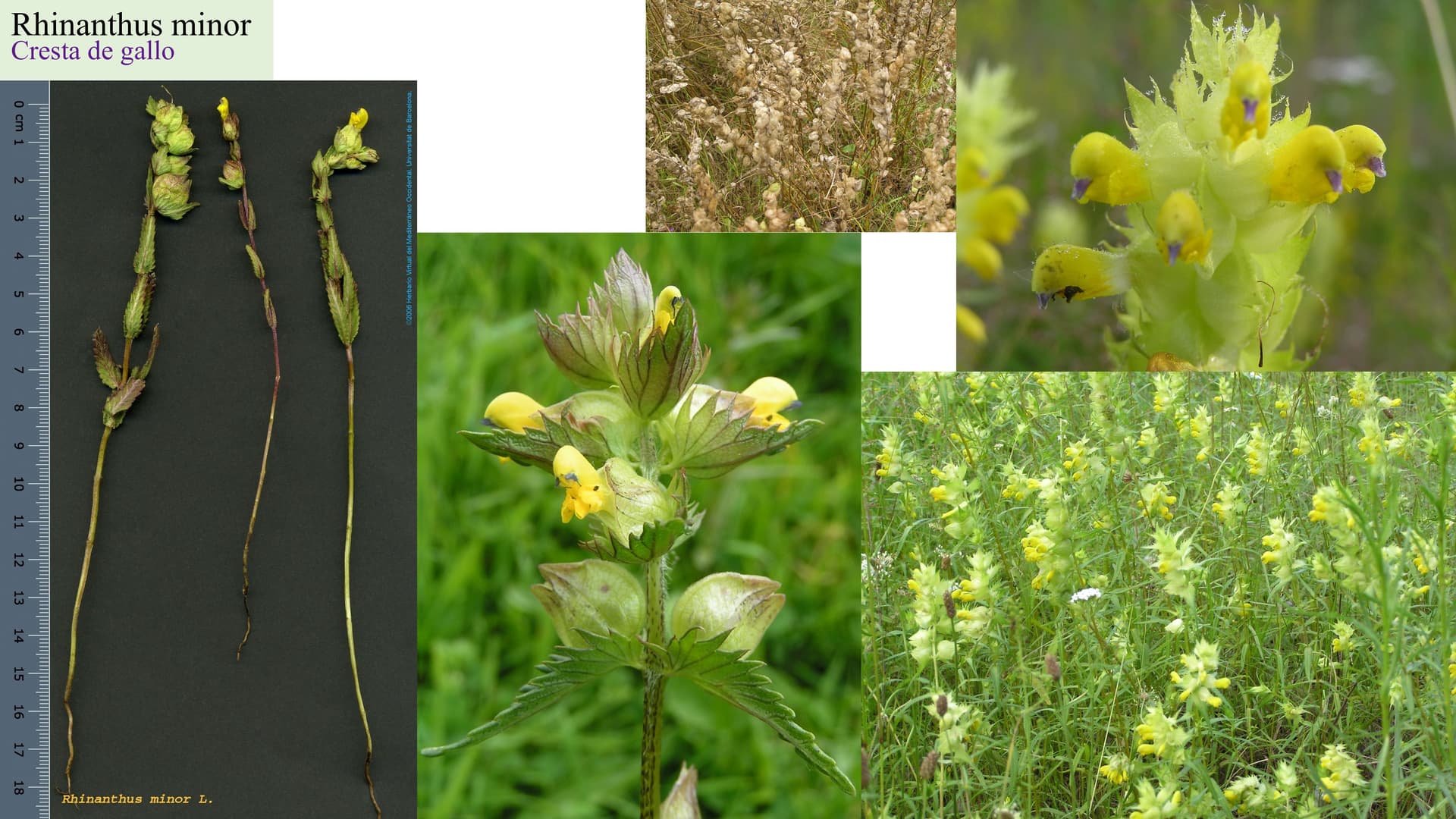 Rhinanthus minor