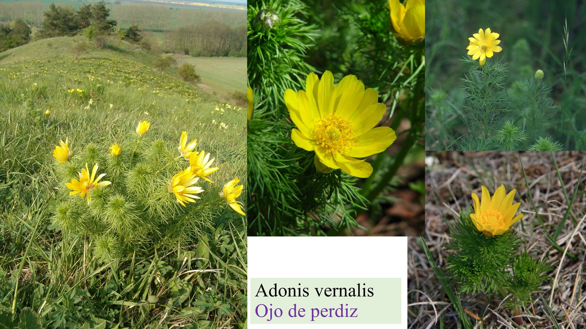 Adonis