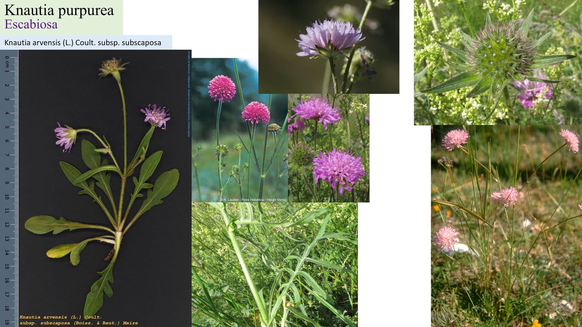 Knautia purpurea