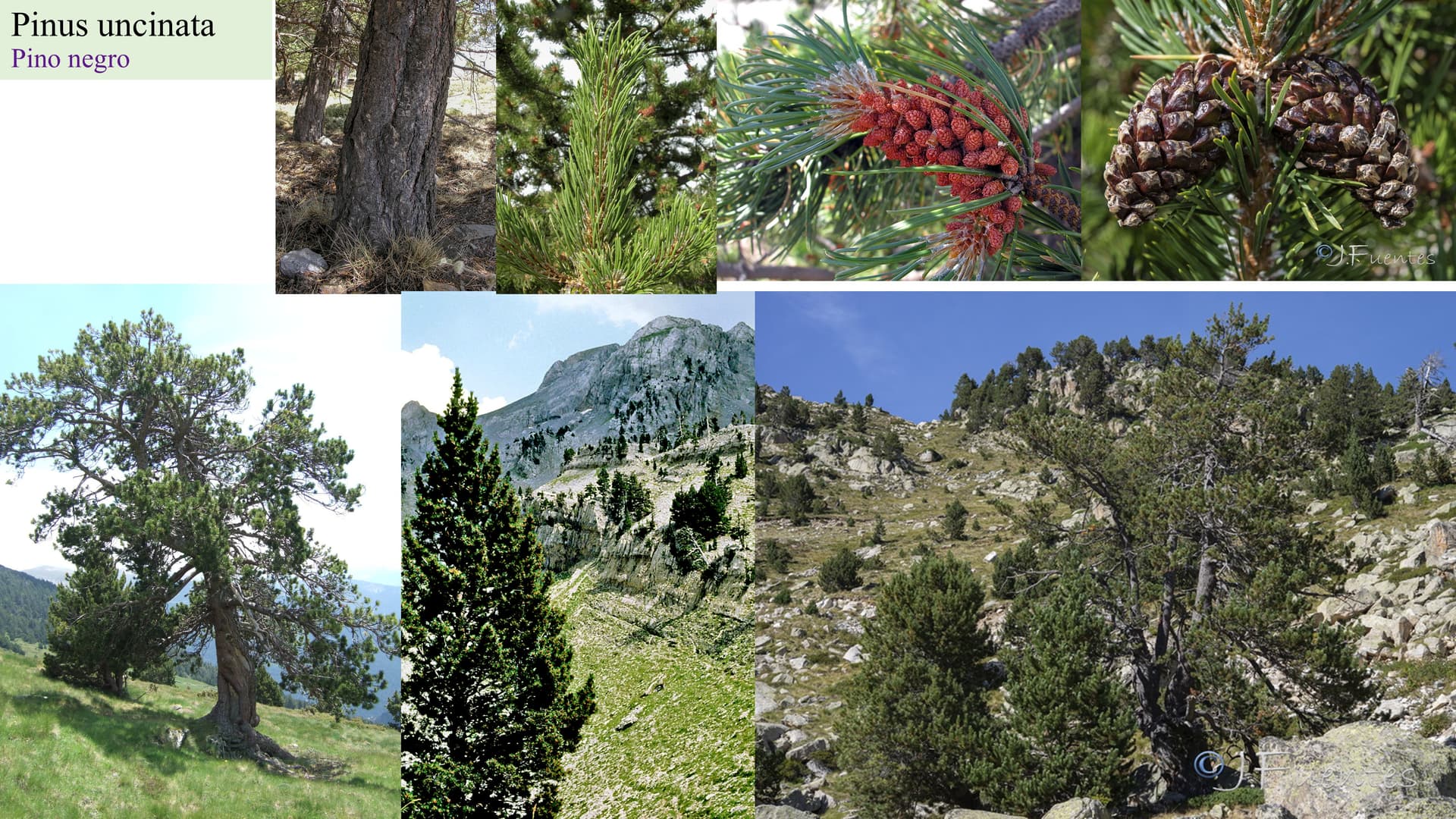Pinus uncinata