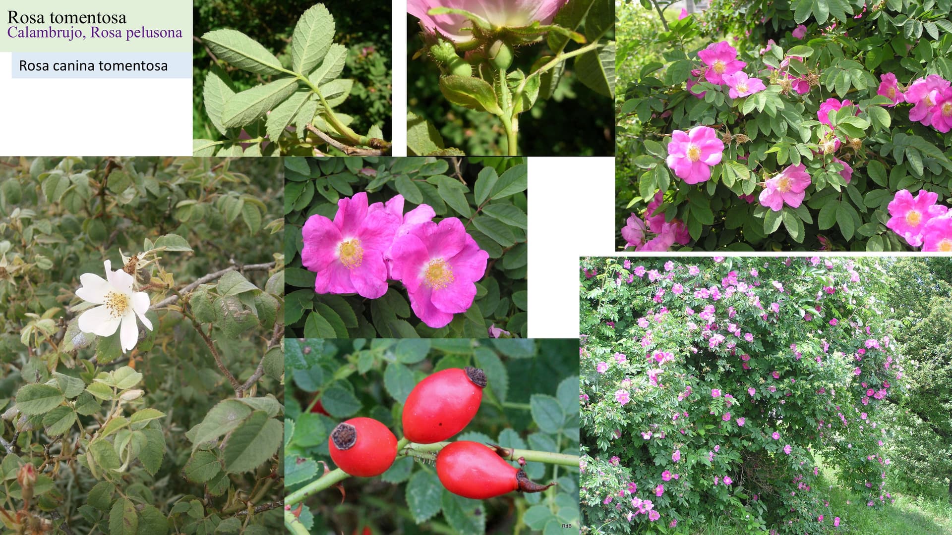 Rosa tomentosa