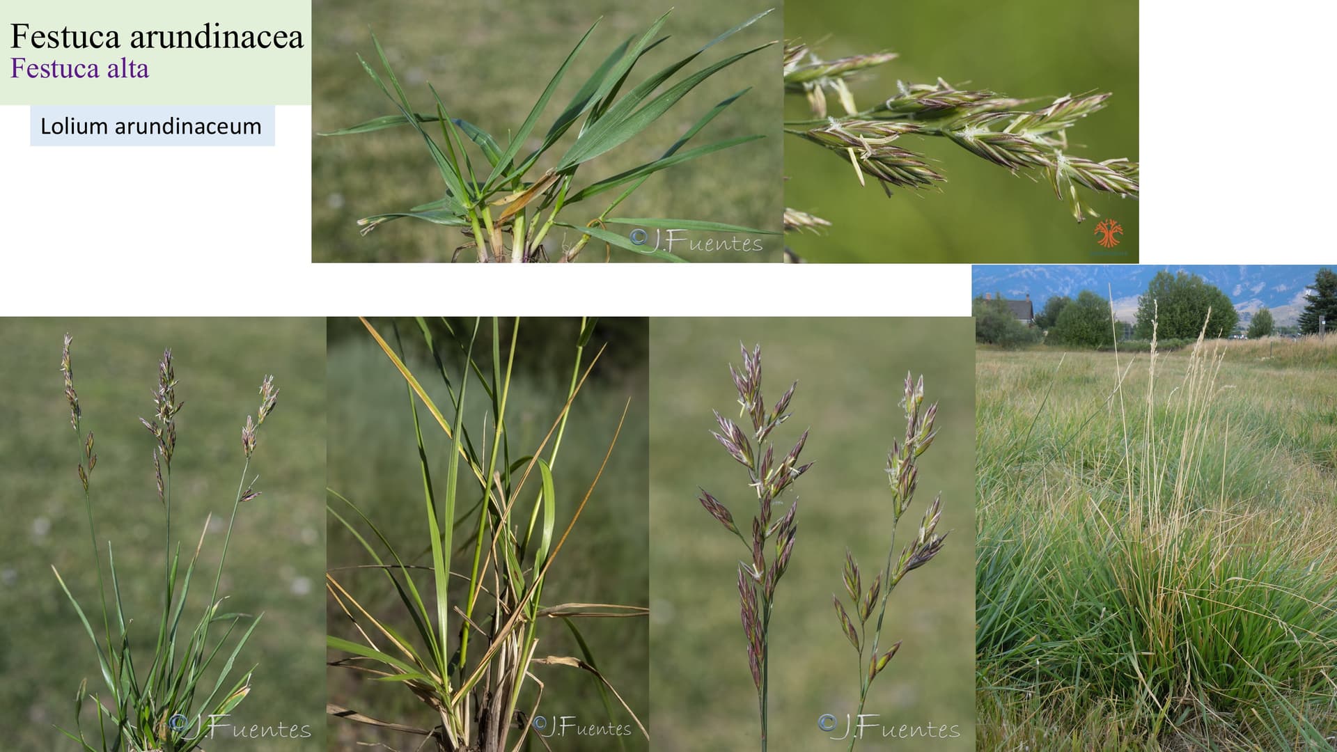 Festuca arundinacea