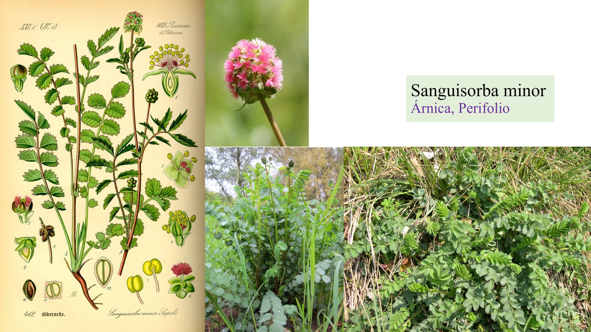 Sanguisorba minor