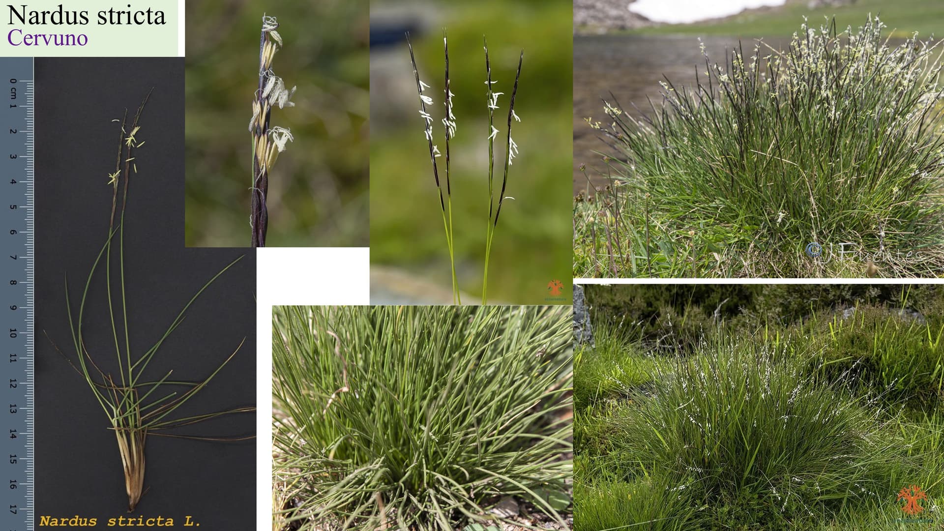 Nardus stricta