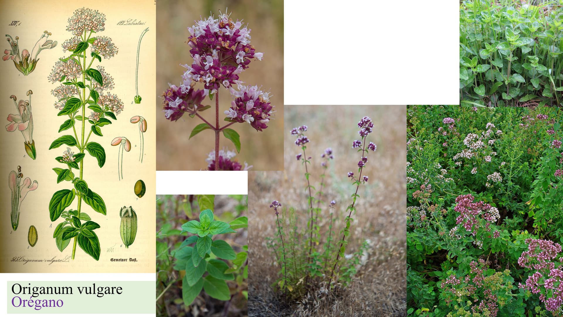 Origanum vulgare