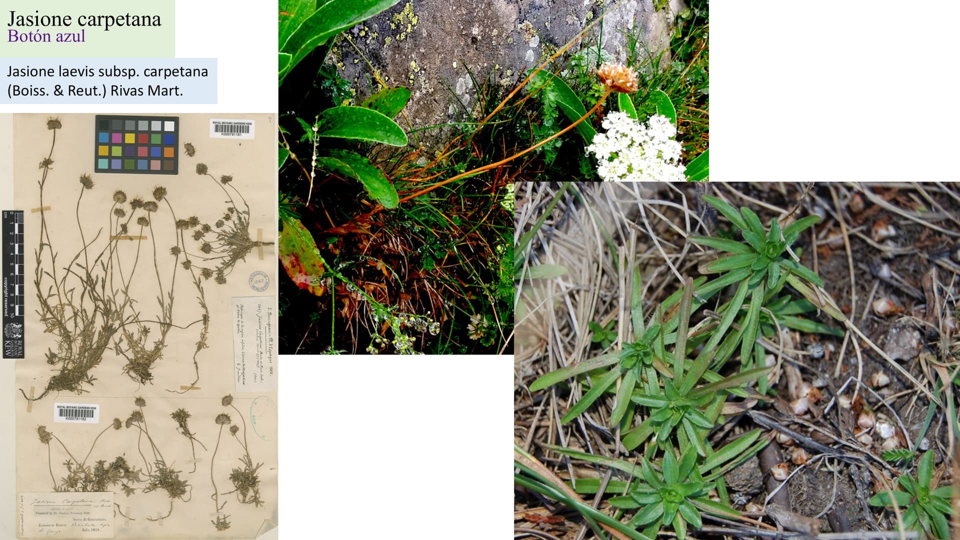 Jasione carpetana