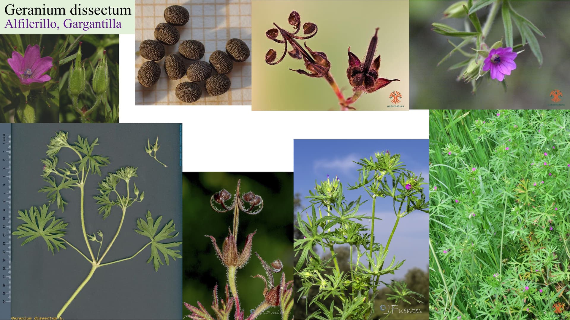 Geranium dissectum